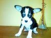 Chihuahua Weibchen,  tricolor 