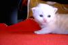 Main Coon /  Ragdoll-Perser MIX Kitten ab ende Mai abzugeben