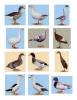 Rouen Clair Enten,  Altrheiner Elsterenten