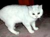 BKH Shaded /  Chinchilla Deckkater mit Pap.