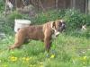 Boxerrüde,  Jack - 2 Jahre alt