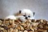 Wir haben Kitten  Unsere BKH/ BLH suchen ein neues Zuhause...