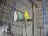 2, 5 J. Wellensittichpärchen mit Käfig,  Bird Lamp,  Spielplatz u.a.