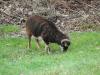 Soay Schafbock vom April 2008 zu tauschen oder auch Verkauf (120€)