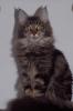 Maine-Coon Joungstar