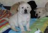 supersüsse Labrador Welpen in gelb und schwarz