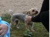 Das süßeste Yorki Mädchen sucht ein neues zu Hause 