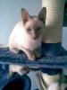 Siam Deckkater, Thai-Typ, cinnamon-point