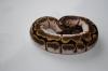 Königspython /  Python Regius /  Ball Python