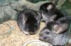 junge Chinchilla Familie 2x Weibchen+1x Männchen/  Böckchen+ Terrarium+