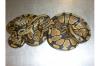 Königspythons aus 2010 abzugeben (aus mehreren Gelegen)