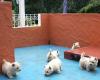  Süsse Westhighland Terrier Welpen suchen ein liebevolles Zuhause.