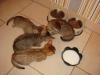 4 Baby Bengalen zu verkaufen,  spottet