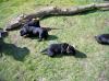 Labradorwelpe Hündin,  schwarz