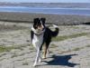Australien-Shepard/ Bordercollie Mix 