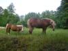 2 Haflinger-Stuten suchen Stall mit Koppel oder Offenstall