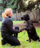 Hundeverhaltenstherapeutin/ Hundetrainerin mit Energiearbeit und Mentaler Tierkom
