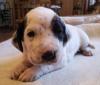 Welpen  Labrador-Dalmatiner Mix