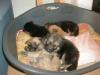 10 süße Fellnasen,  Golden Retriever - Schäferhund -Mix-Welpen  