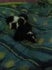 Bordercollie Welpen