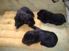 reinrassige,  schwarze Labradorwelpen zu verkaufen