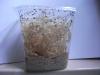 Drosophila Zuchtansatz 1/ 2L Dose