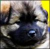 Eurasier-Welpen (m/ w) o.P.  (Eltern m.P.) abzugeben,  