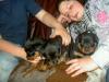 Rottweilerwelpen abzugeben