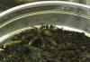 Psalmopoeus cambridgei 2-3 FH / /  Pterinochilus murinus rcf 1 FH / /  H.lividum Adu