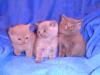 1 Kartäuser/ BKH Kater (reinblau),  2 Kartäuser/ BKH Mädchen (reinblau u. lilac) zu