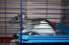 2 Rattenweibchen suchen netten Körnergeber,  ca 10 Wochen alt