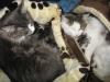 Maine Coon Babys suchen ihre Menschen
