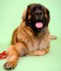 Leonberger Freunde Hamburg/ Schleswig-Holstein