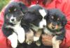 Wurfankündigung Australian Shepherd Welpen