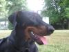 Suche Hundesitter /  Hundebetreuung in Stockelsdorf und oder Umgebung