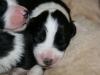 Bearded Collie Welpen