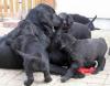 Flat Coated Retriever Welpen,  erstklassige Hausaufzucht