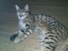 2 Suesse Katzen abzugeben! (Bengal Kater,  und Hauskatze)