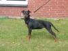 9 Monate alte deutsche Pinscher Hündin zu verkaufe