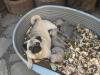 3 beige Mopsmädels,  freiatmend, mit Eltern aufgewachsen