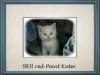 BKH Kitten suchen liebevolles zu Hause