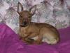 Zwergpinscher Deckrüde Pinocchio