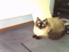 Siam-/ Ragdoll-Deckkater gesucht!!