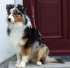 Aussie - traumhafter blue-merle Rüde,  1 Jahr,  beste Abstammung, 