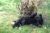 Kerry Blue Terrier Welpen