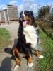 Hundebetreuung für meinen Berner Sennenhund (Rüden) gesucht !!!