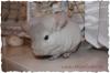 Chinchilla abzugeben in Oldenburg,  Beige Afro Violett Ebony Böckchen