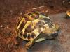 Griechische Landschildkröten Thherc Babys von 2009