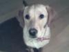 Süße Labrador- Golden Retriever Hündin zu verkaufen