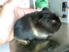 Meerschweinchen in liebevolle Hände m./ w.